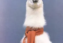 scarfs lamas 1456x1955 wallpaper Art HD Wallpaper